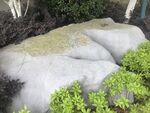 园林景观中的石与绿植