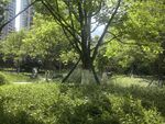 城市中的绿意盎然公园景