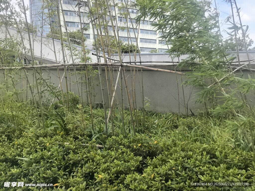 城市中的绿植景观