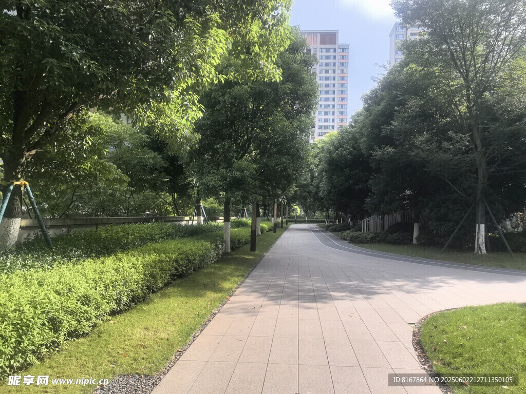 城市林荫小道景观
