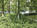 城市中葱郁的绿植景观