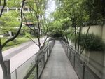 城市中幽静的林荫步道