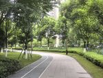 城市中的静谧林荫道路