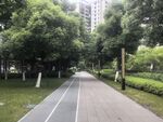 城市林荫步道风景