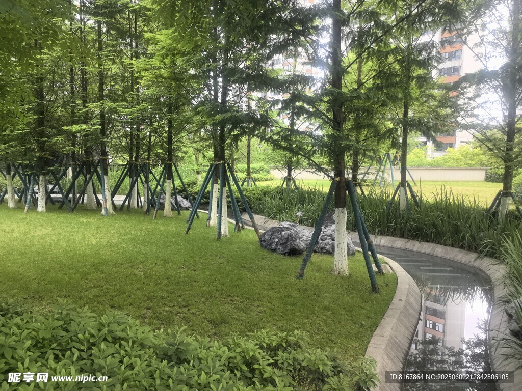 林间小径旁的绿意景致