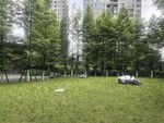 城市草地旁的绿树与车辆