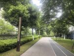 林荫下的静谧骑行小路