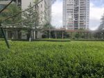 城市中的绿意草坪景观