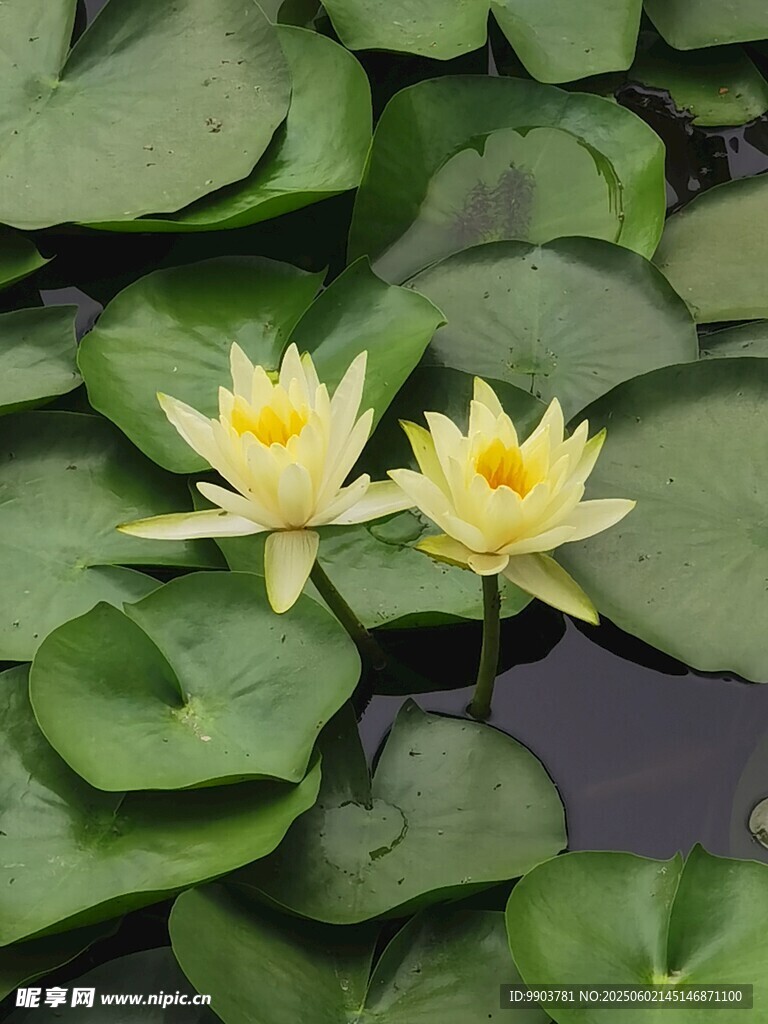 米黄色 荷花