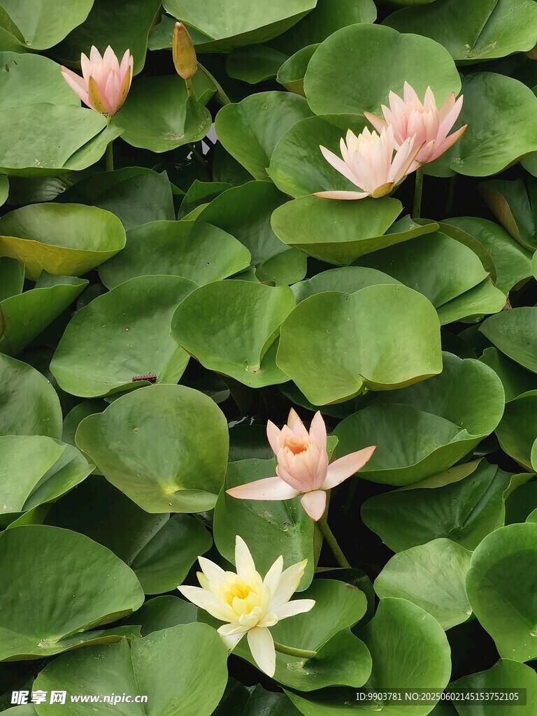 荷花