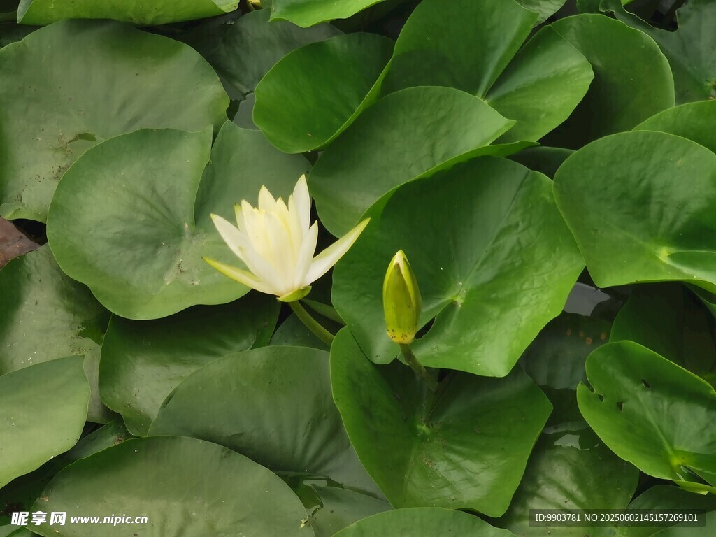 荷花
