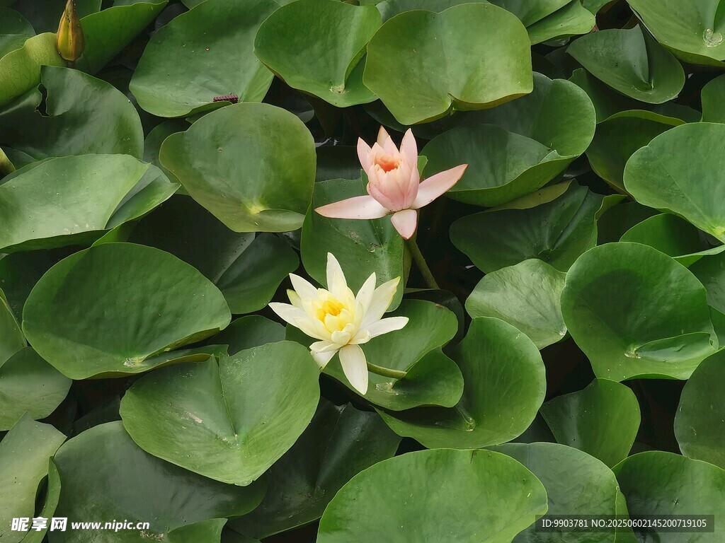 荷花