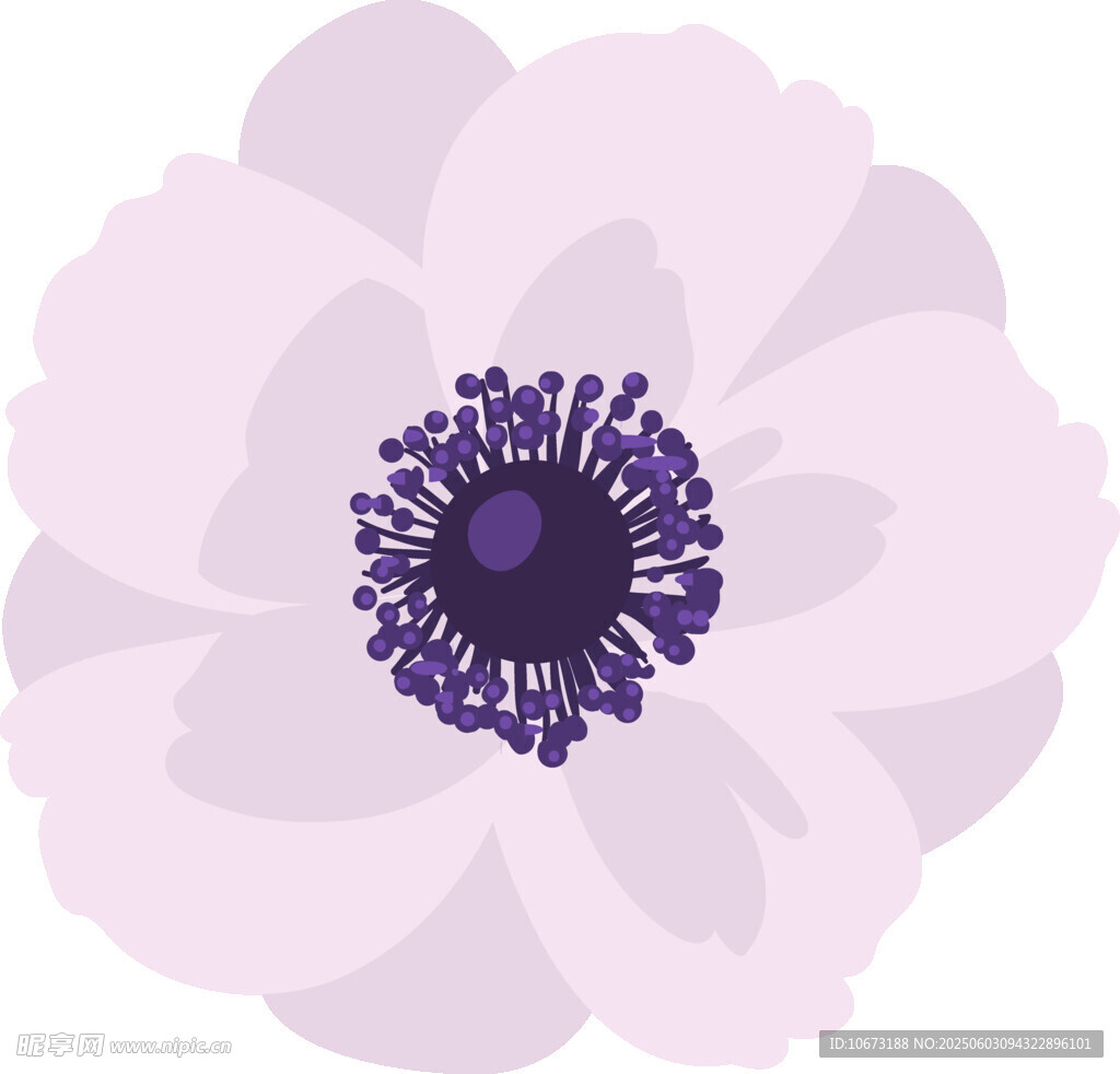 淡粉银莲花插画