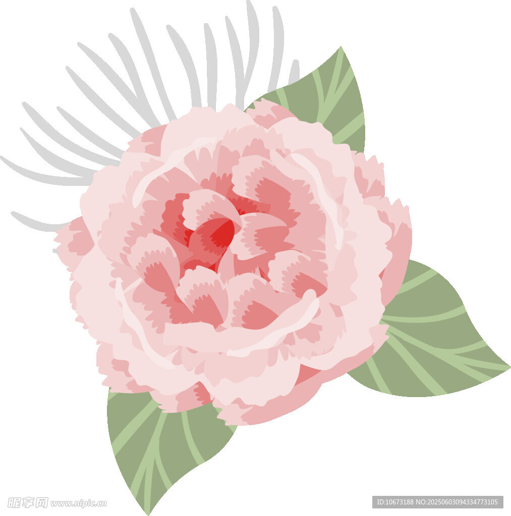粉色娇艳牡丹花插画