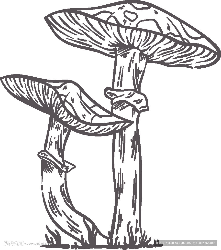 手绘双蘑菇插画