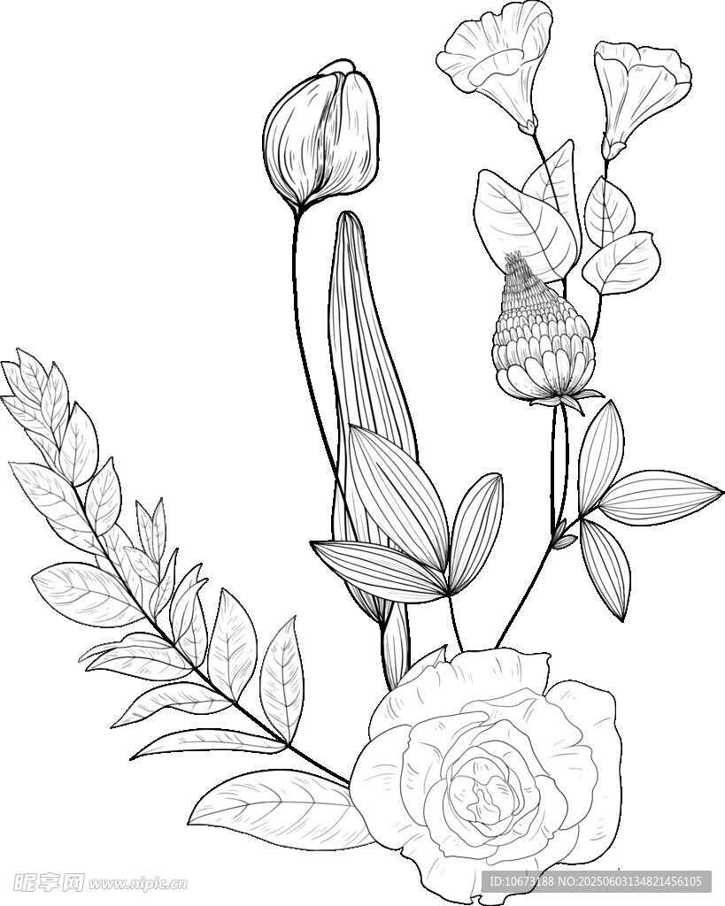 花卉植物线稿插画素材