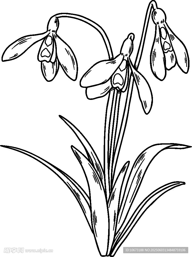 雪花莲线条画