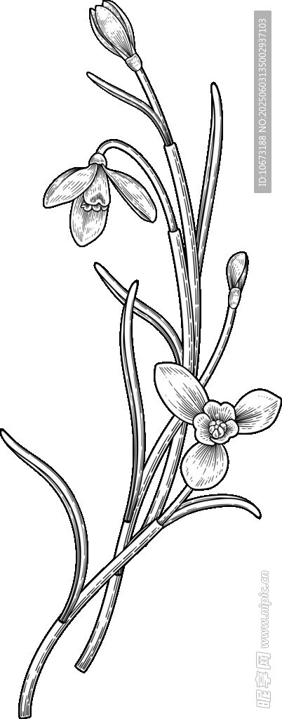 手绘兰花线条图