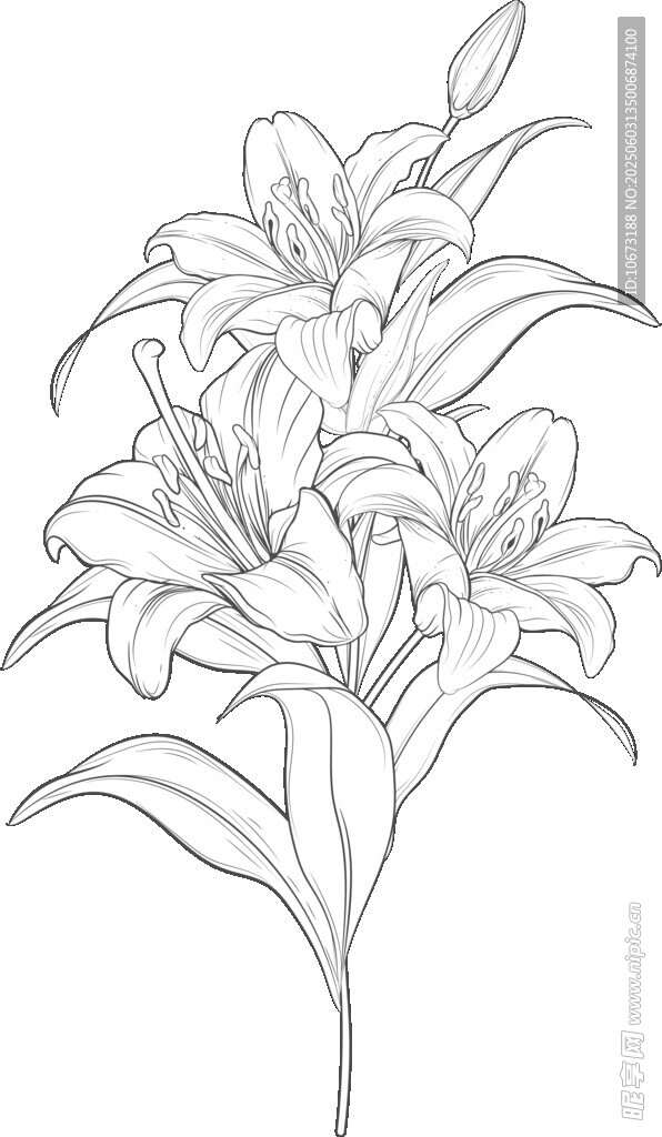 手绘百合花线条图