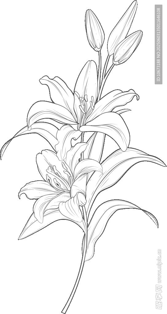 手绘百合花线条图