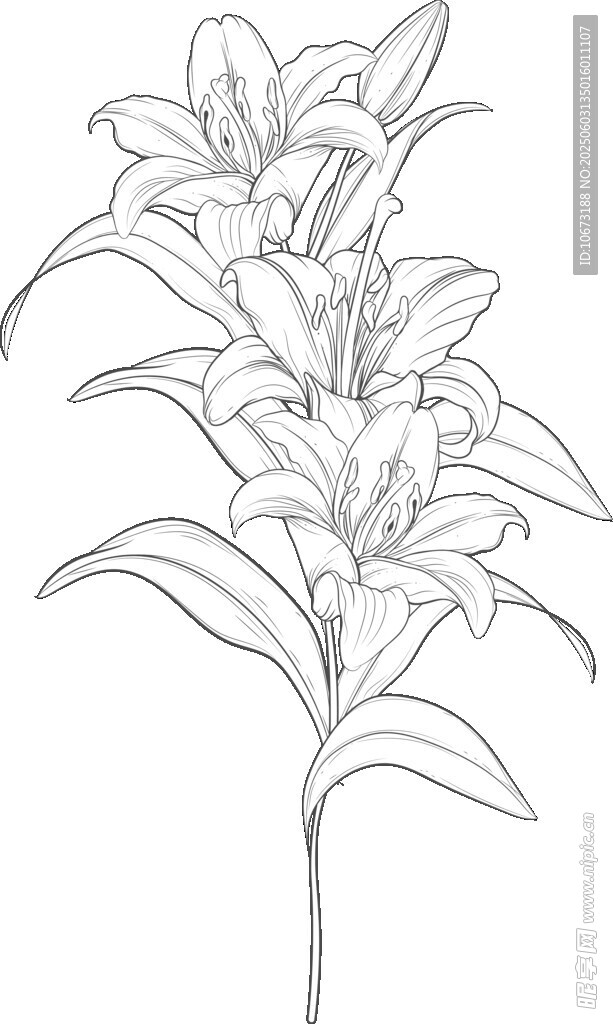 手绘百合花线条图