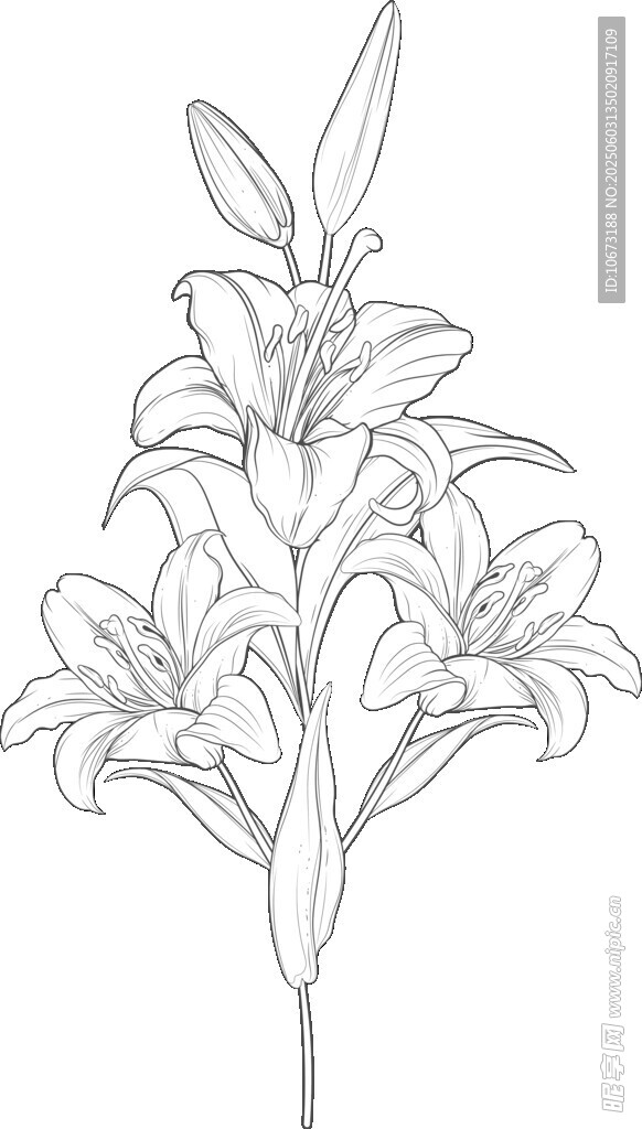 百合花线稿图