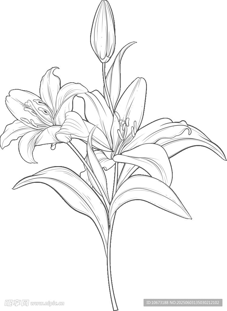百合花线稿图