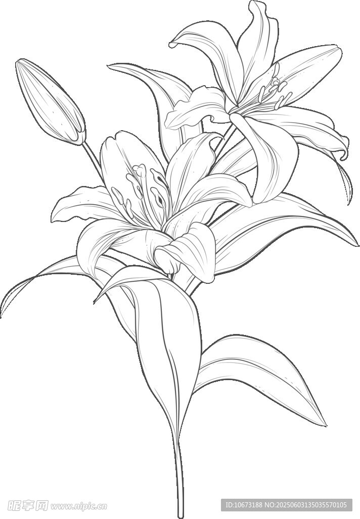 百合花线稿图
