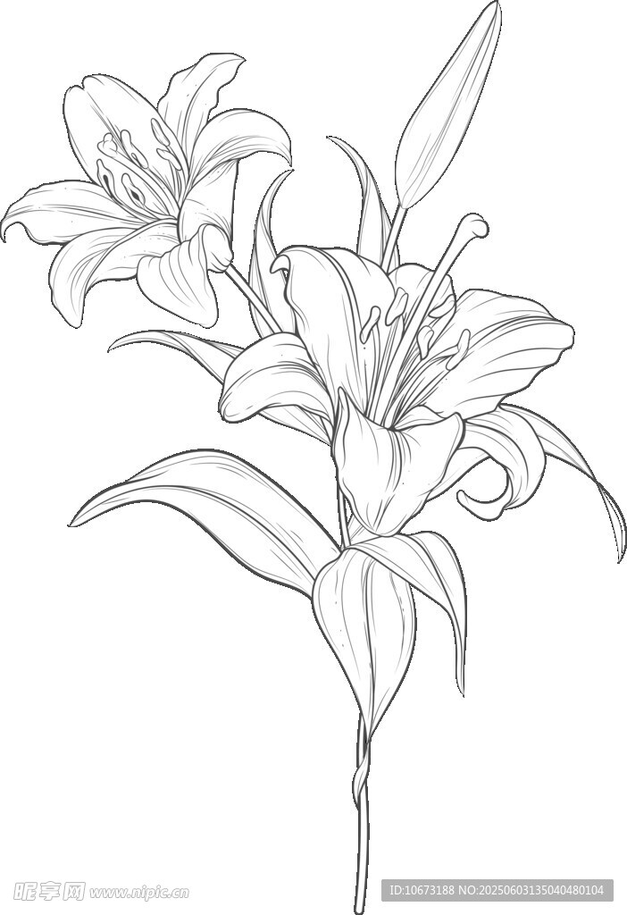 手绘百合花线稿图