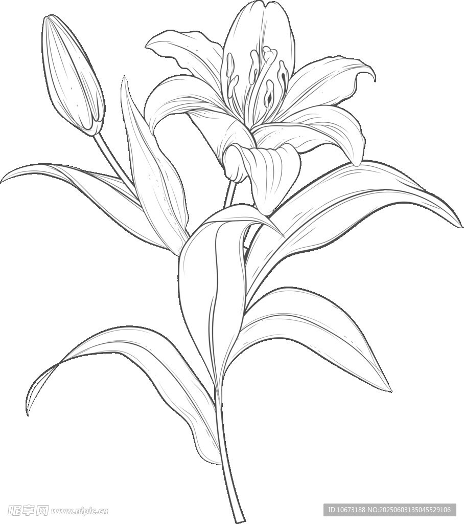 手绘百合花线条图