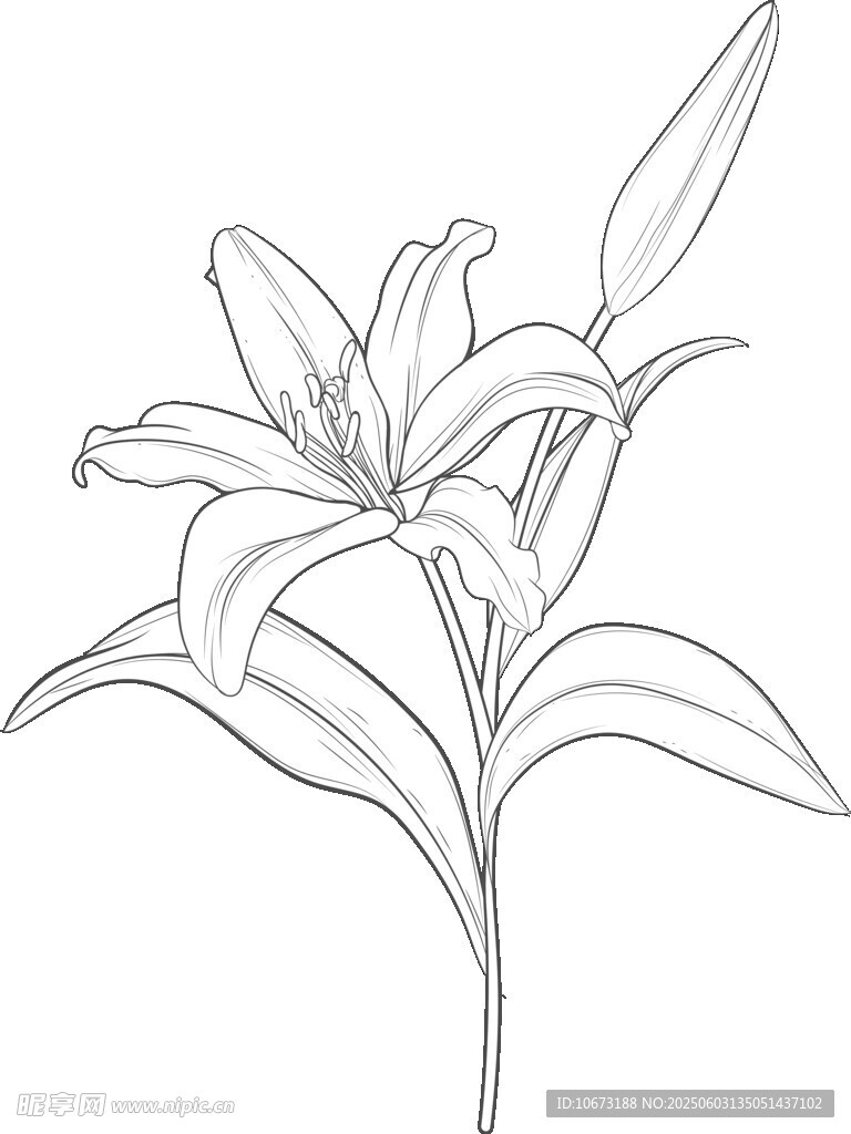 线条勾勒的优雅百合花