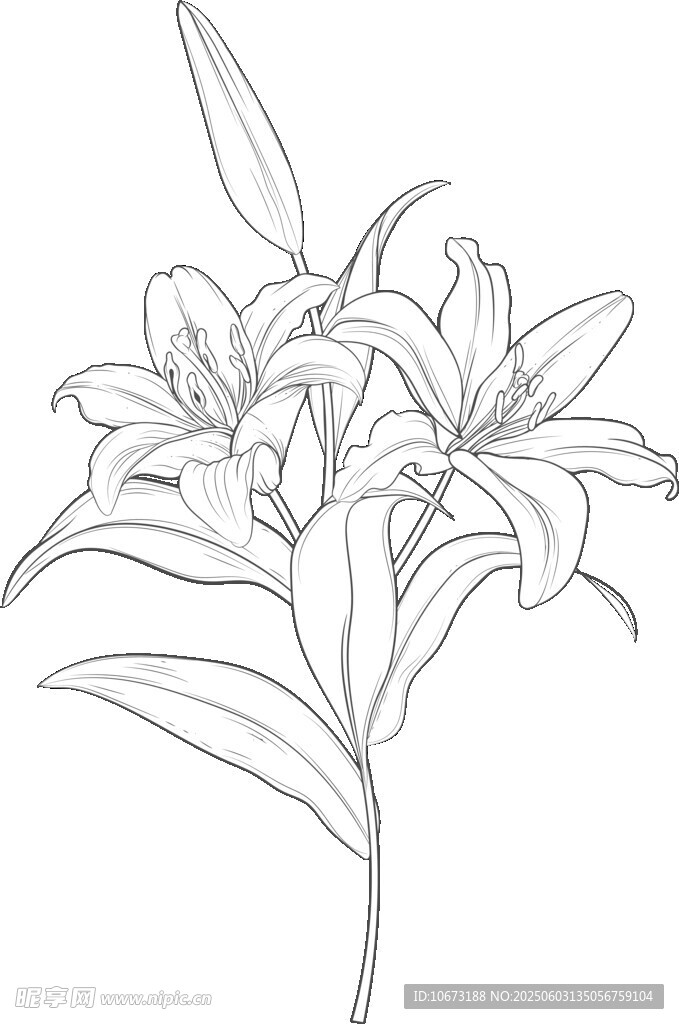 手绘百合花线条图