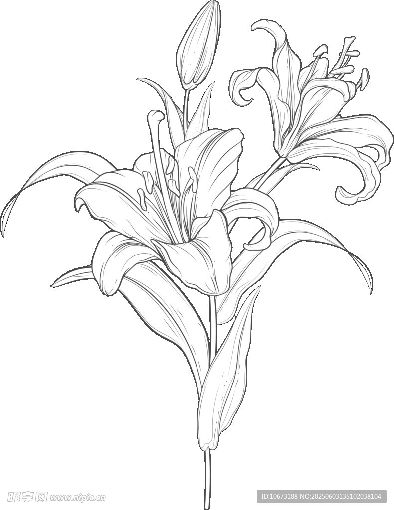 线条勾勒的优雅百合花