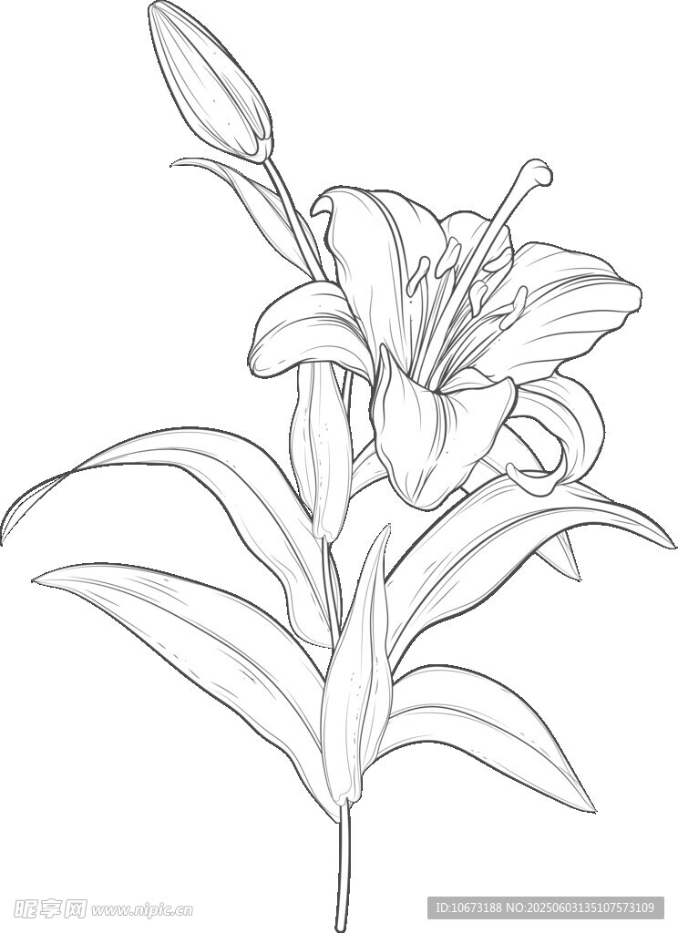 百合花线稿图
