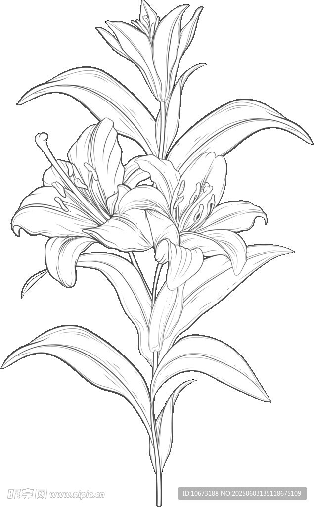 手绘百合花线条图
