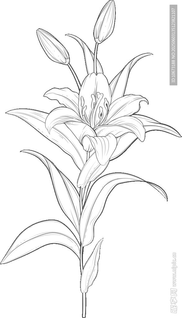 手绘百合花线条图