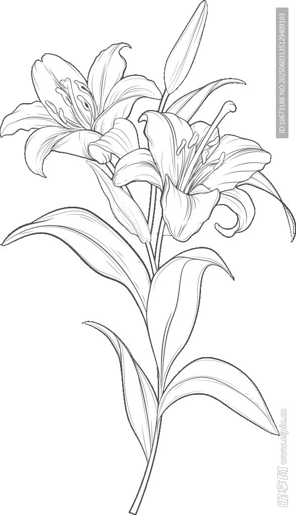 手绘百合花线条图
