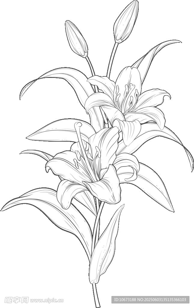 手绘百合花线条图