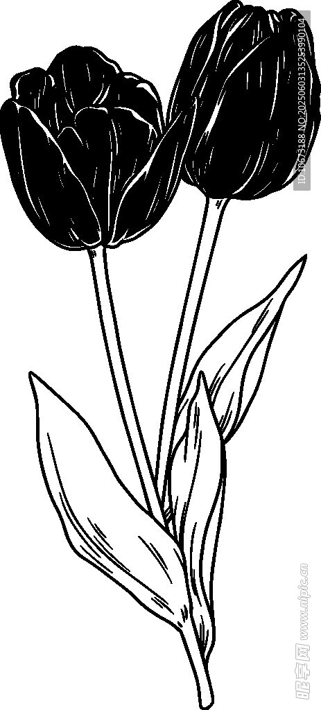 三朵郁金香线条插画