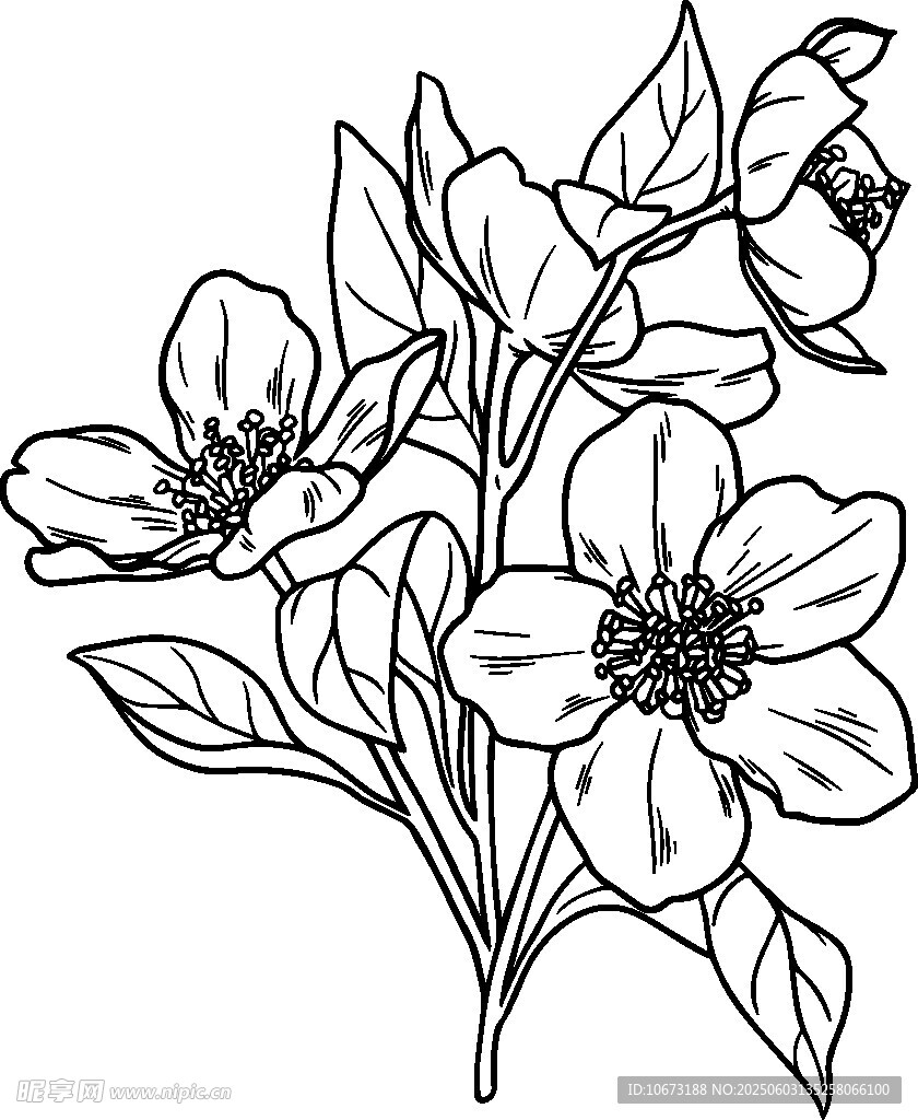 花卉黑白线稿插画图案