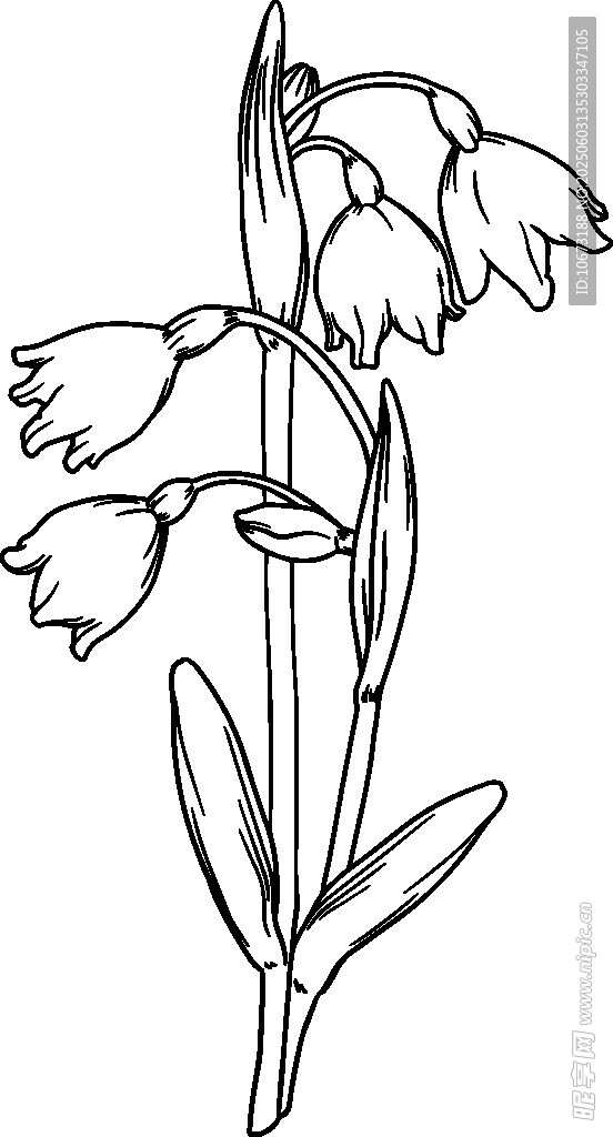 铃兰花线稿图