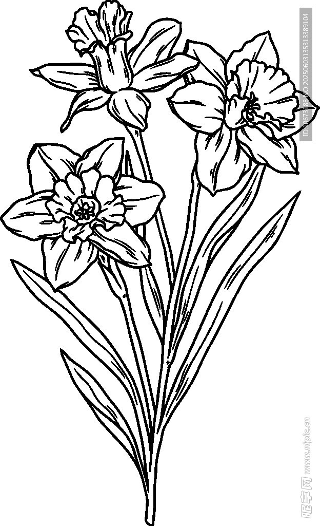 手绘线条水仙花插画