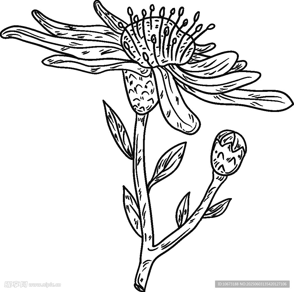 手绘线条菊花植物图案