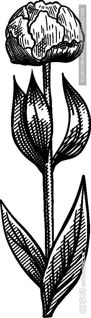 手绘单枝花朵黑白插画