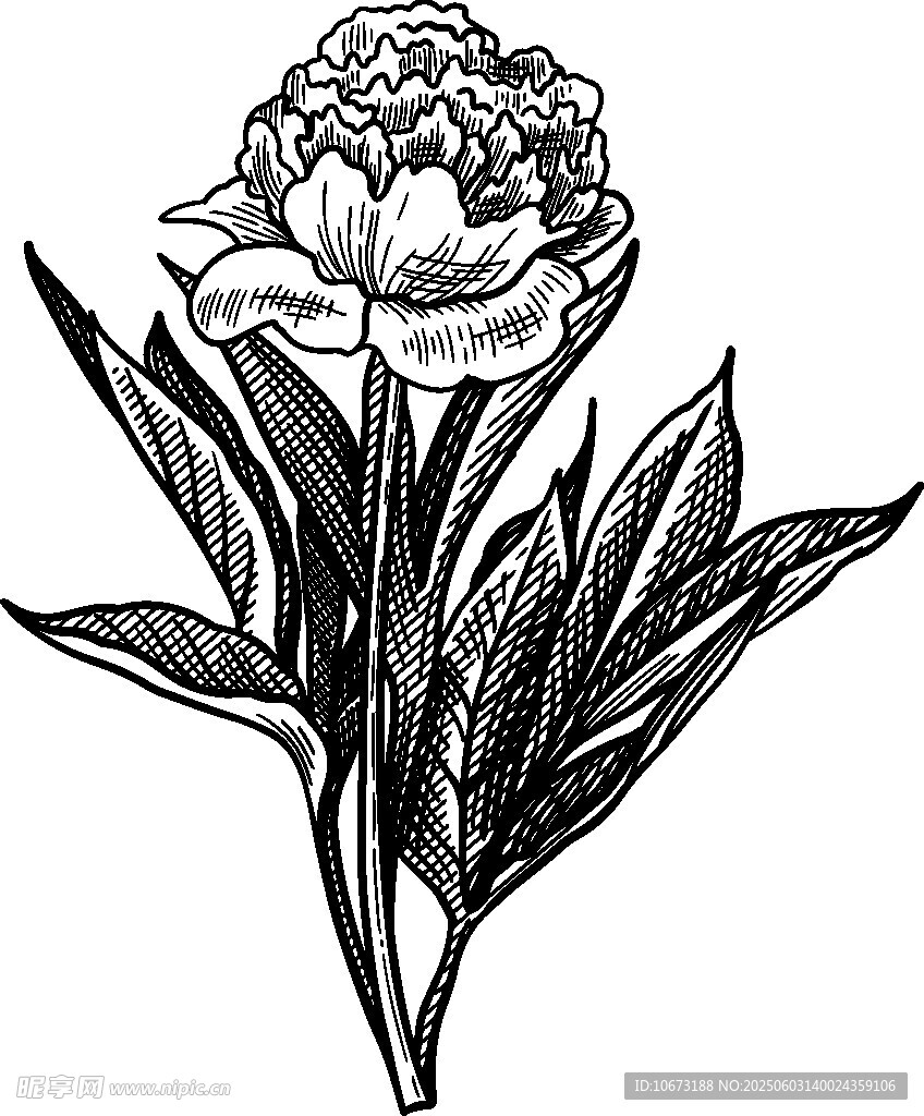 手绘牡丹花卉图案