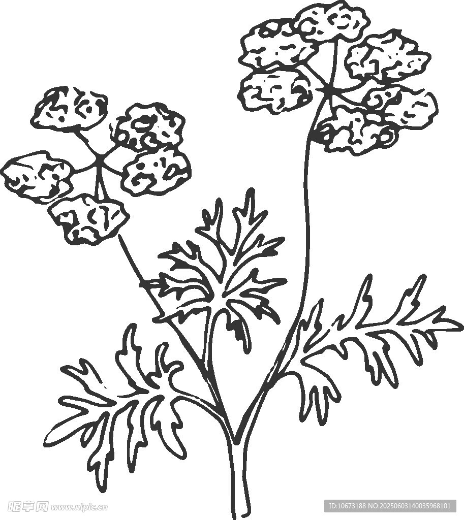 手绘伞形植物花卉图案