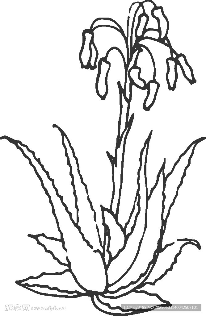芦荟花卉线描图案