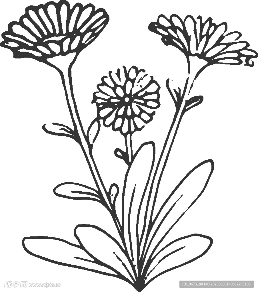 手绘金盏花花卉线稿图