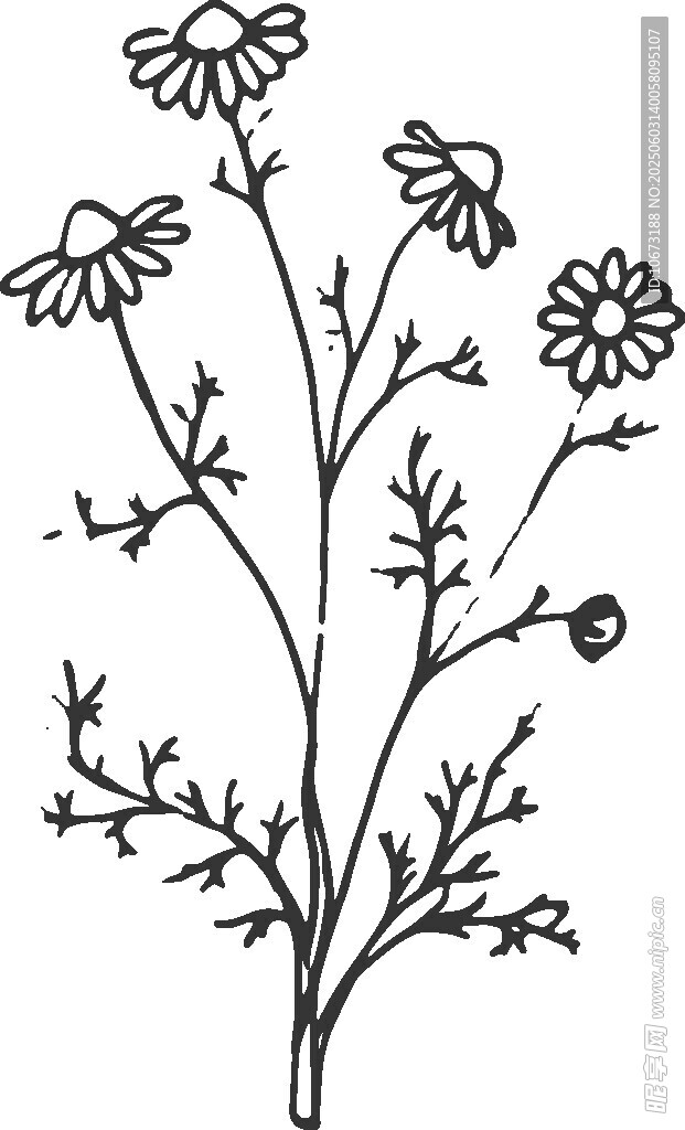 手绘雏菊植物线条图