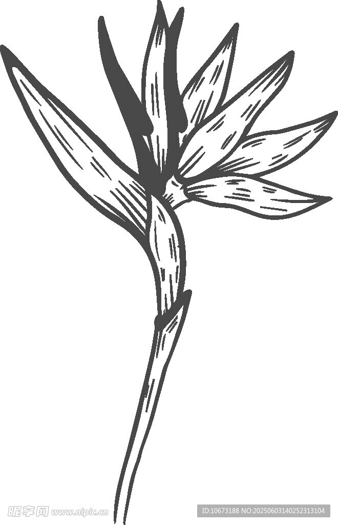 手绘鹤望兰花卉图案